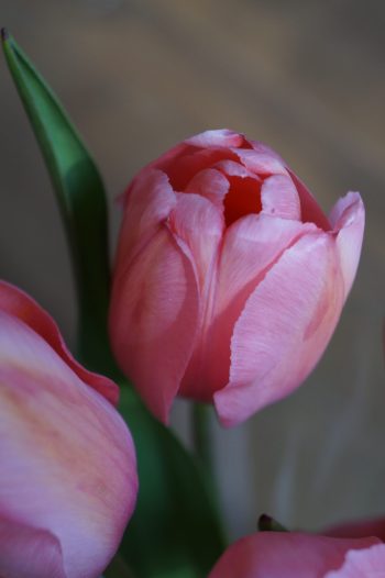 Tulipes pink impression